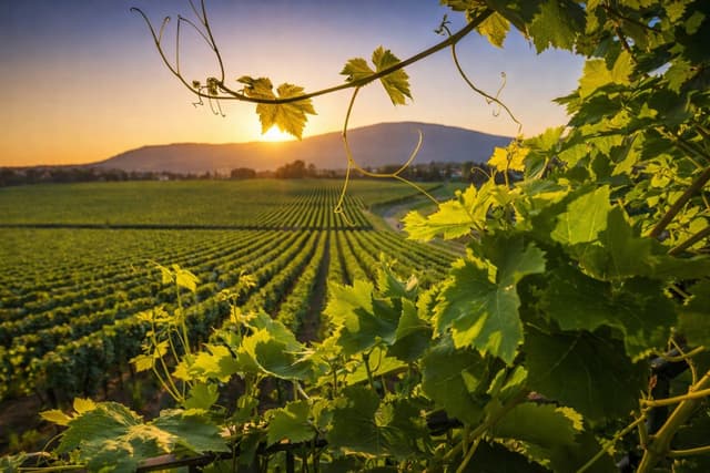 Franciacorta sparkling wine vineyards near Iseo Lombardy Italy